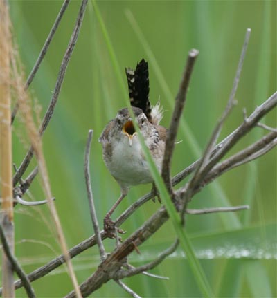 Marsh Wren