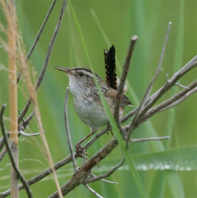 Marsh Wren