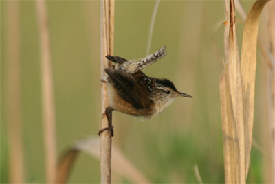 Marsh Wren