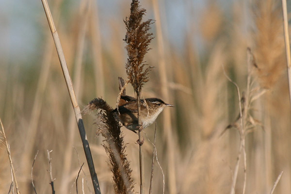 Marsh Wren