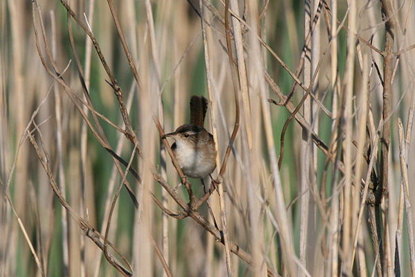 Marsh Wren