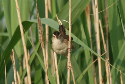 Marsh Wren