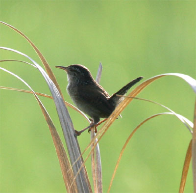 Marsh Wren