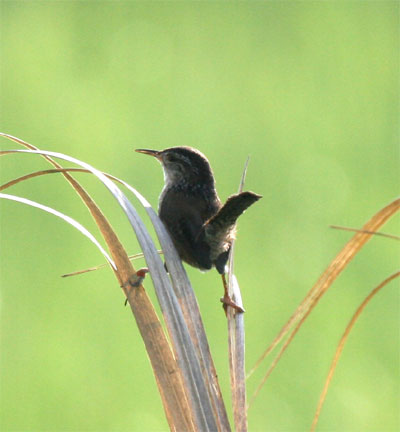 Marsh Wren