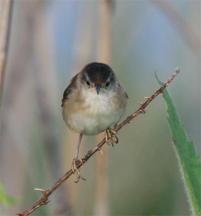 Marsh Wren