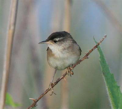 Marsh Wren