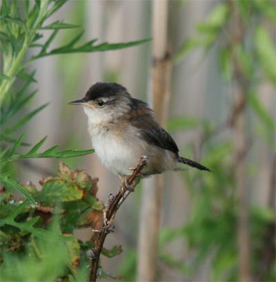 Marsh Wren