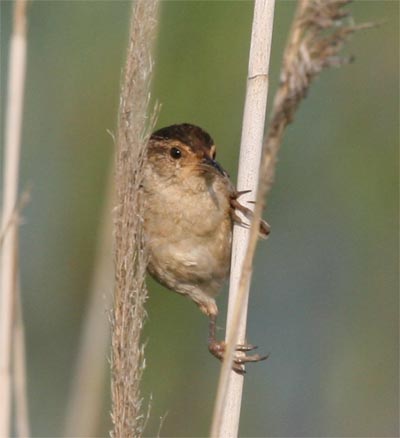 Marsh Wren