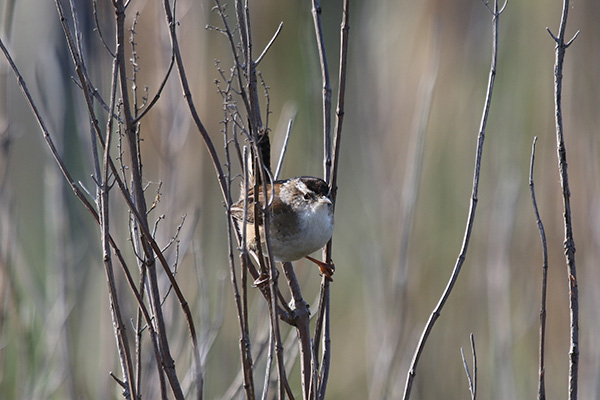 Marsh Wren