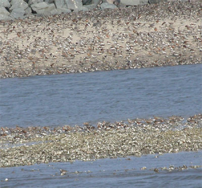 Red Knots