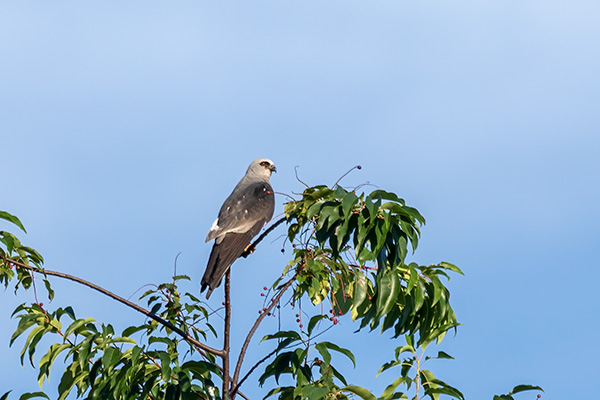 Mississippi Kite