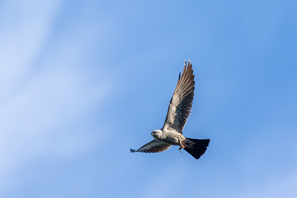 Mississippi Kite