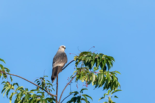 Mississippi Kite