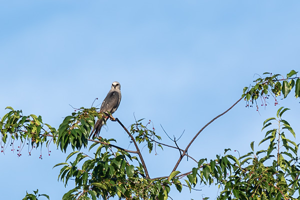 Mississippi Kite