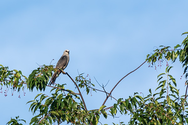 Mississippi Kite