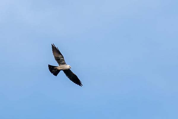 Mississippi Kite