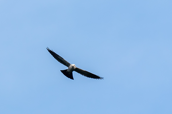 Mississippi Kite