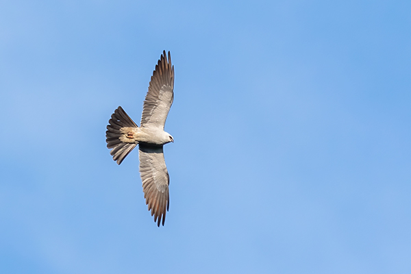 Mississippi Kite