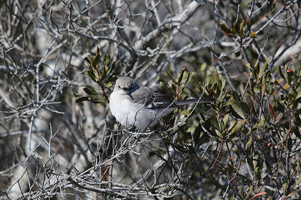 Northern Mockingbird