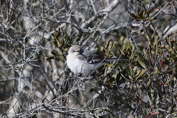 Northern Mockingbird