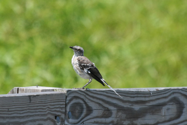 Northern Mockingbird