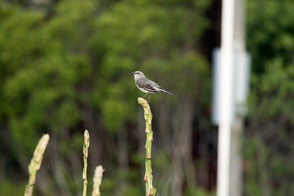 Northern Mockingbird