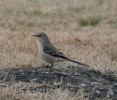 Northern Mockingbird with malformed bill