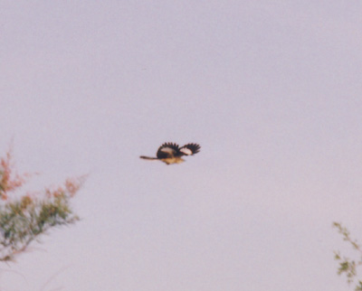 Northern Mockingbird