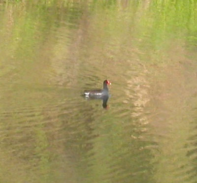 Common Gallinule