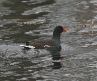 Common Gallinule