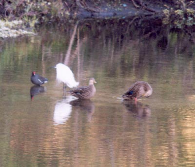 Common Gallinule