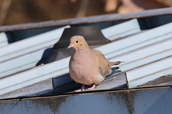 Mourning Dove