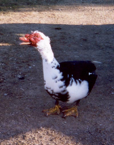 Muscovy duck