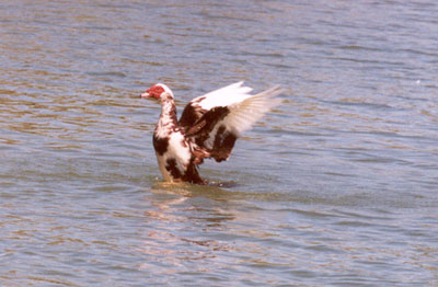 Muscovy duck