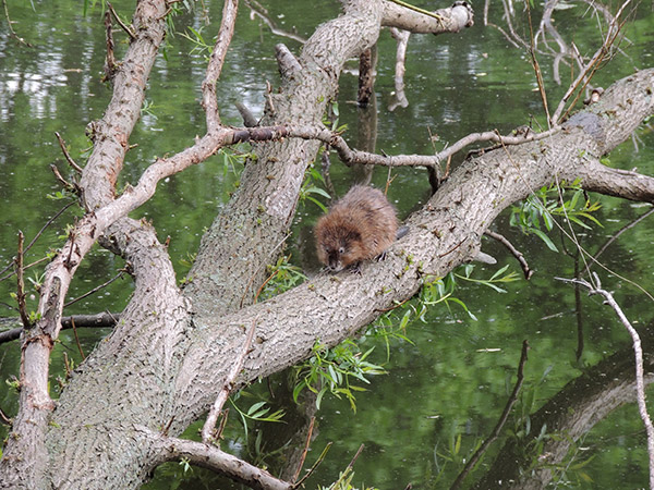 Muskrat