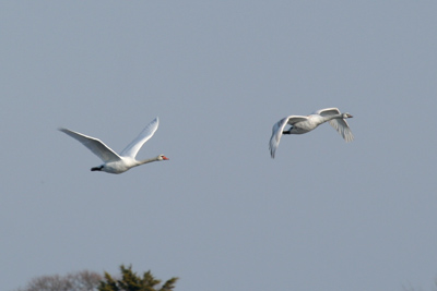 Mute Swan