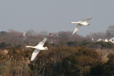 Mute Swan