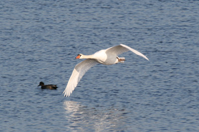 Mute Swan