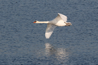 Mute Swan