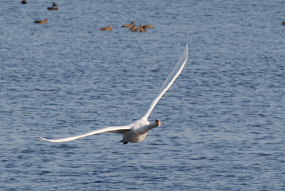 Mute Swan