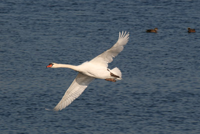 Mute Swan