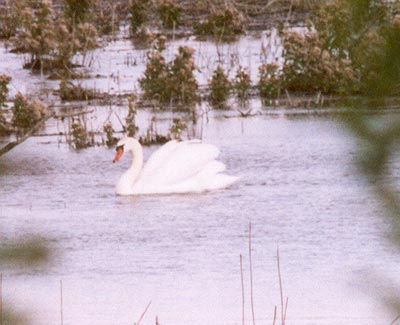 Mute Swan