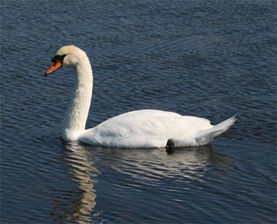 Mute Swan