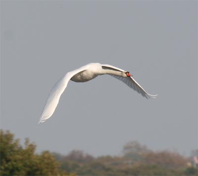 Mute Swan