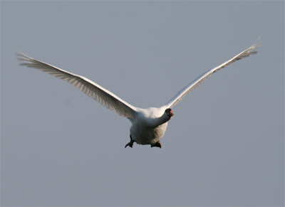 Mute Swan