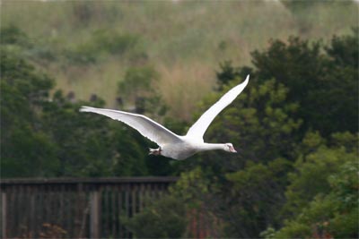 Mute Swan