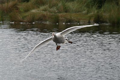 Mute Swan