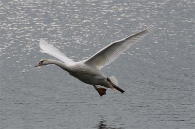 Mute Swan