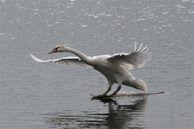 Mute Swan