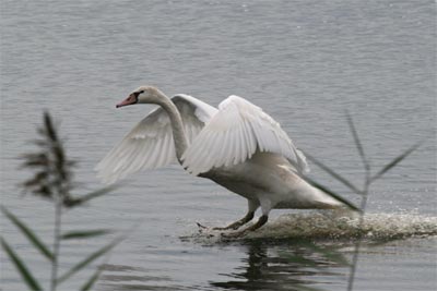 Mute Swan